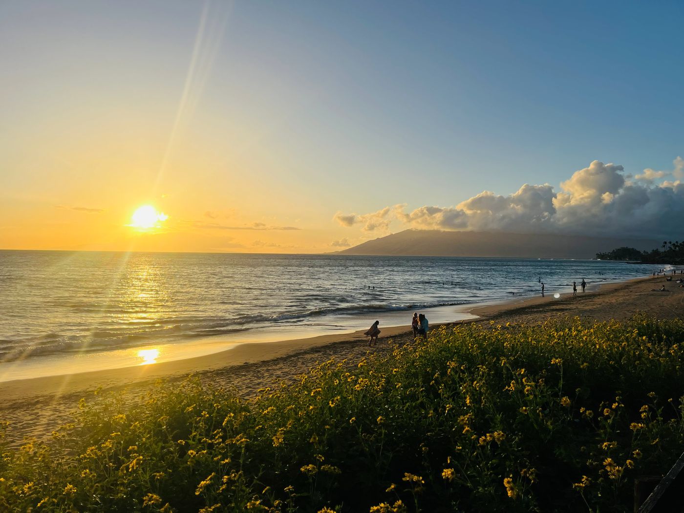 Sunset beach with yellow flowers